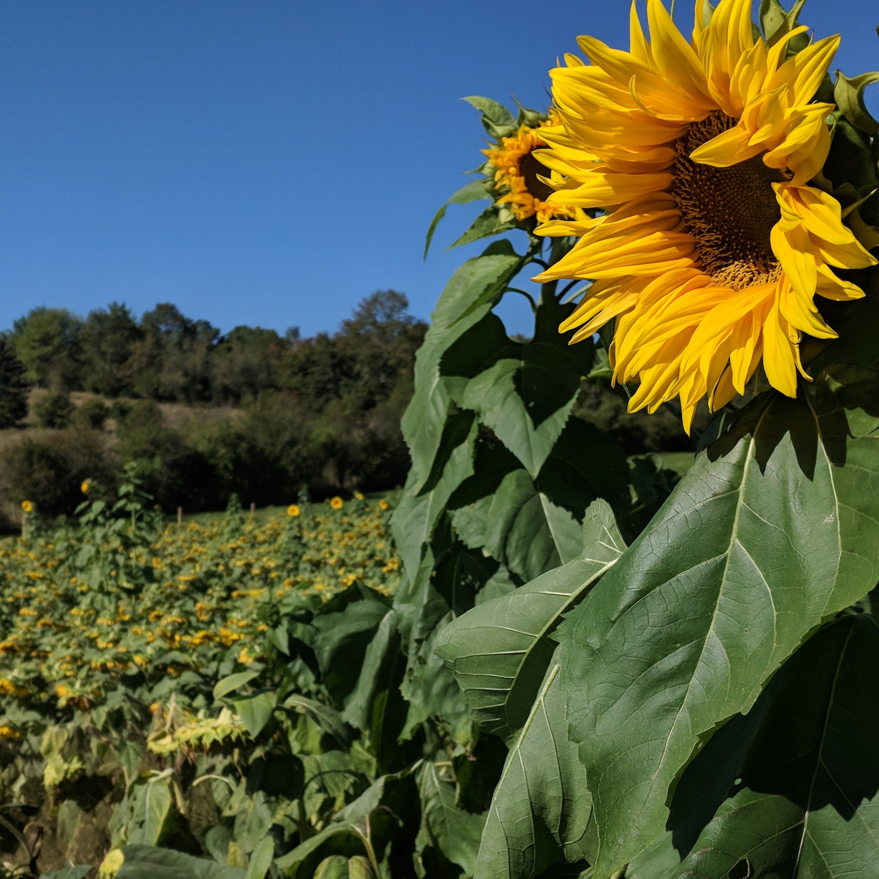 The Sunflower Man