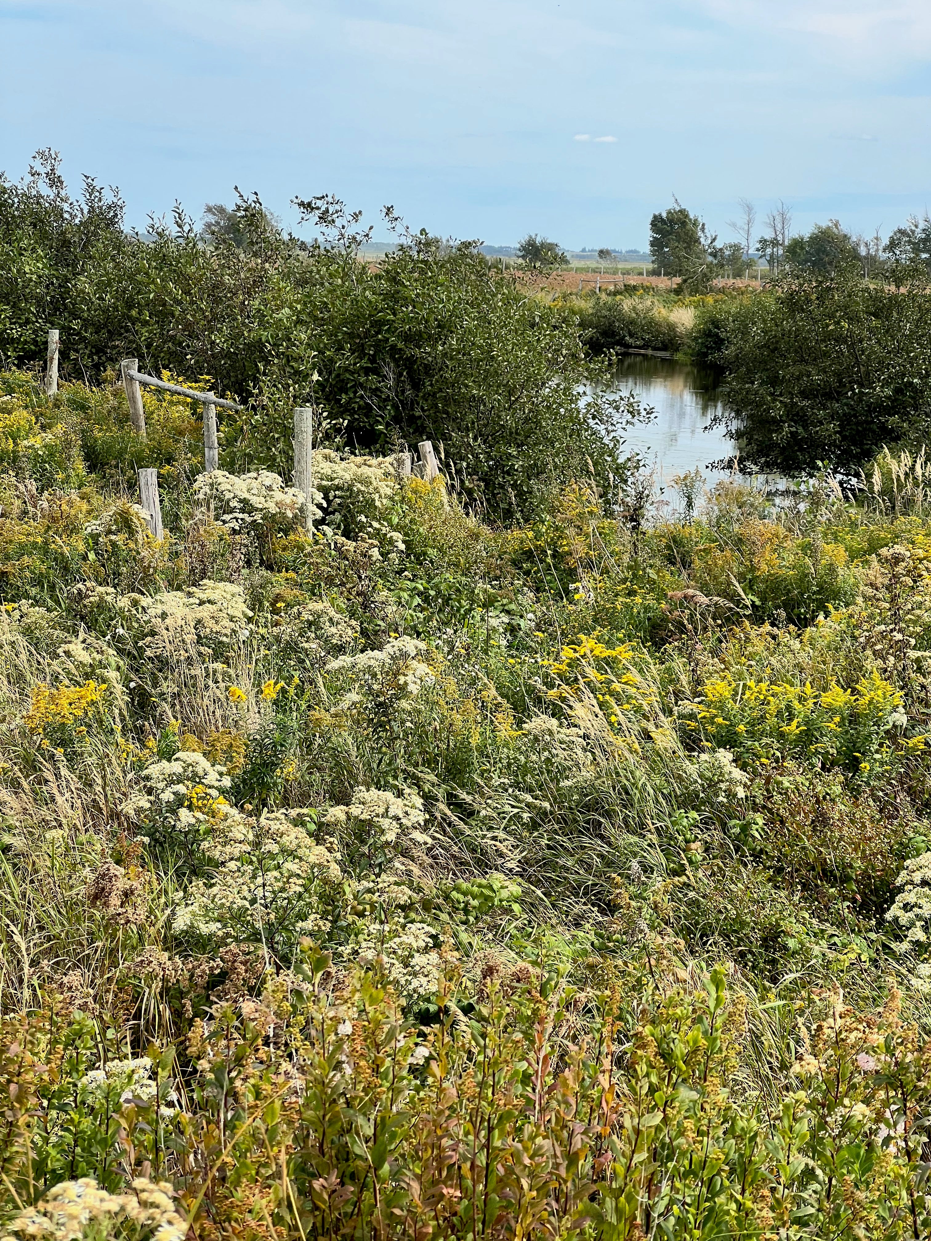 Don't believe what they tell you about the weeds