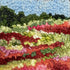 update alt-text with template WHOLESALE: Wild Rose Field - Rug Hooking Kit 6" X 6" NEW!-Kits-Deanne Fitzpatrick Rug Hooking Studio-Rug Hooking Kit -Rug Hooking Pattern -Rug Hooking -Deanne Fitzpatrick Rug Hooking Studio -Is rug hooking the same as punch needle?