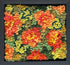 update alt-text with template Nasturtiums 8" x 7.5" Framed-Rugs for sale-Deanne Fitzpatrick Rug Hooking Studio-Rug Hooking Kit -Rug Hooking Pattern -Rug Hooking -Deanne Fitzpatrick Rug Hooking Studio -Is rug hooking the same as punch needle?